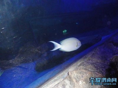 渭南水族館：渭南水族館住宿體驗(yàn)可麗愛水族館住宿體驗(yàn)可麗愛水族館