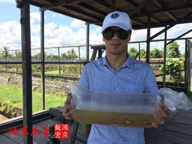一龍一神話九洲育傳奇（一龍一神話九洲育傳奇印尼鴻京龍宮(紅龍)養(yǎng)殖場）