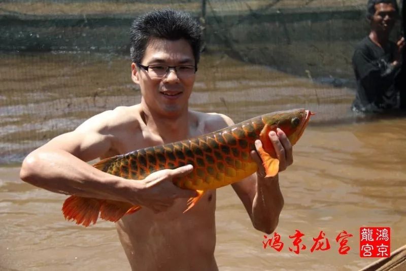 一龍一神話九洲育傳奇（一龍一神話九洲育傳奇印尼鴻京龍宮(紅龍)養(yǎng)殖場）