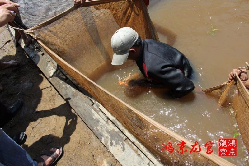 一龍一神話九洲育傳奇（一龍一神話九洲育傳奇印尼鴻京龍宮(紅龍)養(yǎng)殖場）
