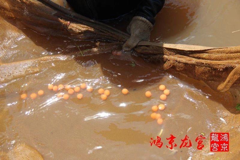 一龍一神話九洲育傳奇（一龍一神話九洲育傳奇印尼鴻京龍宮(紅龍)養(yǎng)殖場）