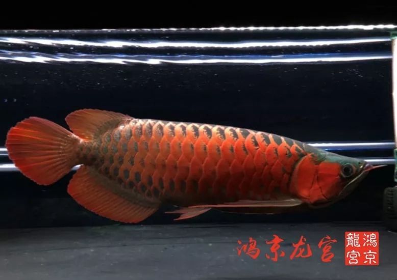 一龍一神話九洲育傳奇（一龍一神話九洲育傳奇印尼鴻京龍宮(紅龍)養(yǎng)殖場）