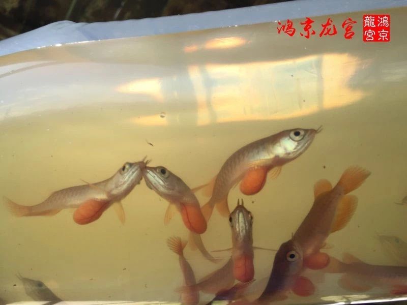 一龍一神話九洲育傳奇（一龍一神話九洲育傳奇印尼鴻京龍宮(紅龍)養(yǎng)殖場）