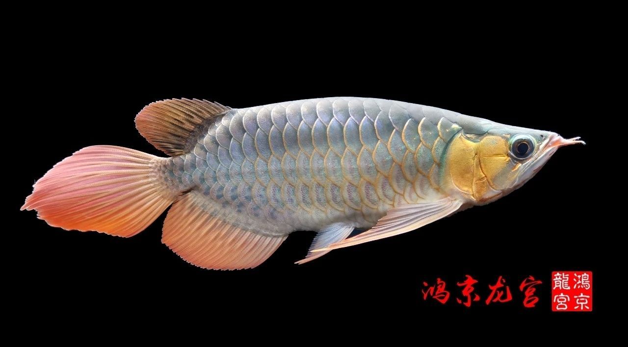 一龍一神話九洲育傳奇（一龍一神話九洲育傳奇印尼鴻京龍宮(紅龍)養(yǎng)殖場）