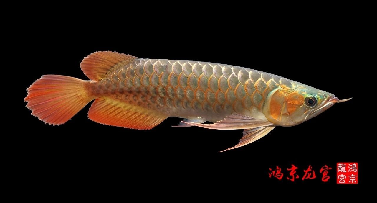 一龍一神話九洲育傳奇（一龍一神話九洲育傳奇印尼鴻京龍宮(紅龍)養(yǎng)殖場）