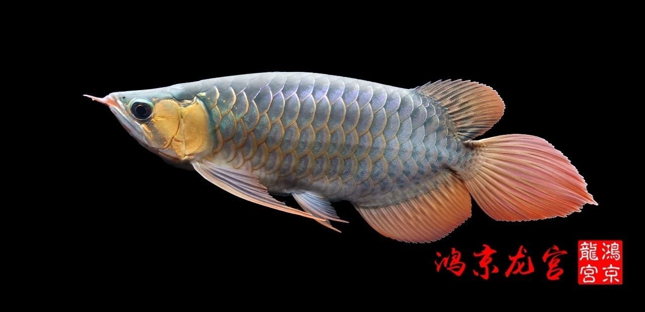 一龍一神話九洲育傳奇（一龍一神話九洲育傳奇印尼鴻京龍宮(紅龍)養(yǎng)殖場）
