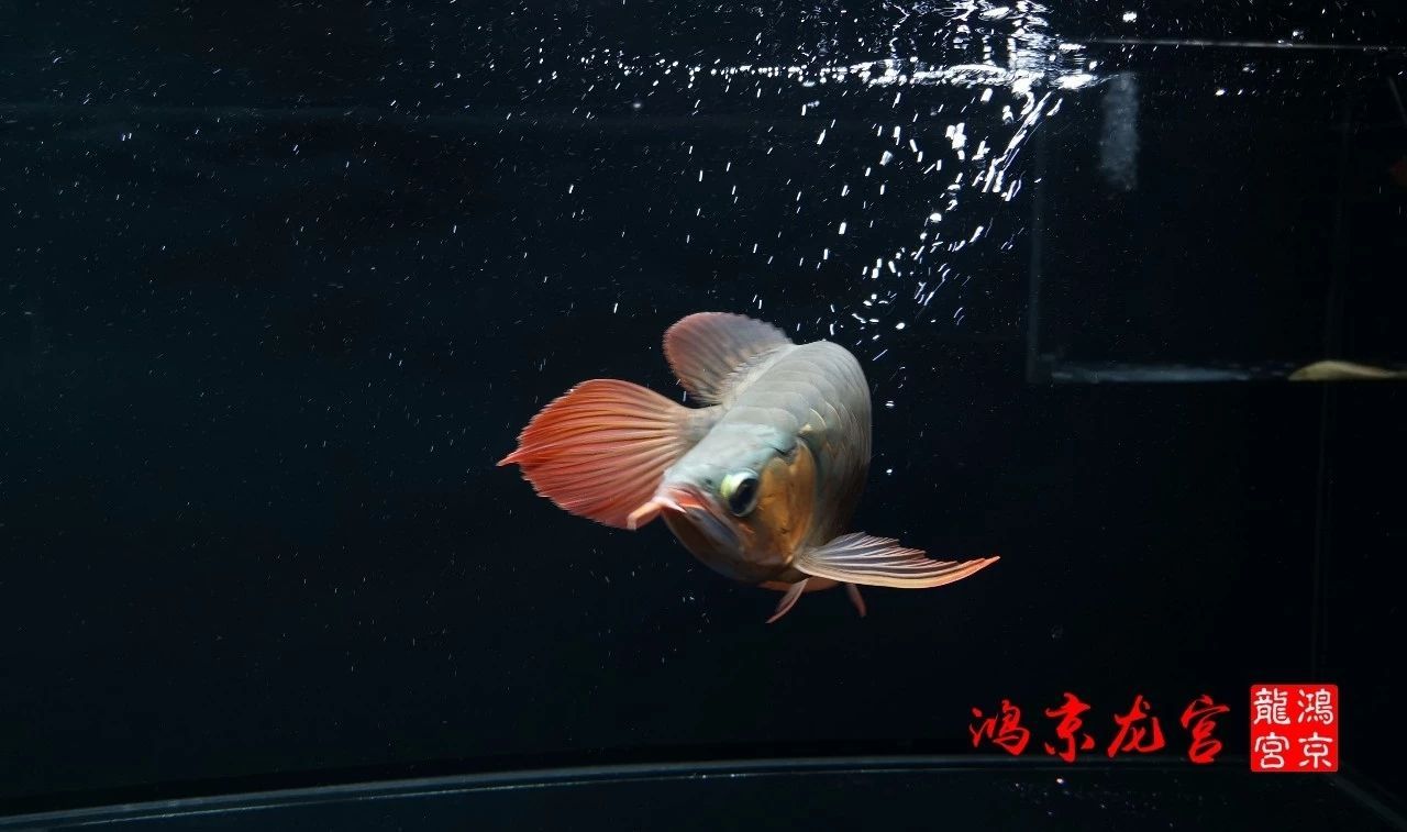 一龍一神話九洲育傳奇（一龍一神話九洲育傳奇印尼鴻京龍宮(紅龍)養(yǎng)殖場）