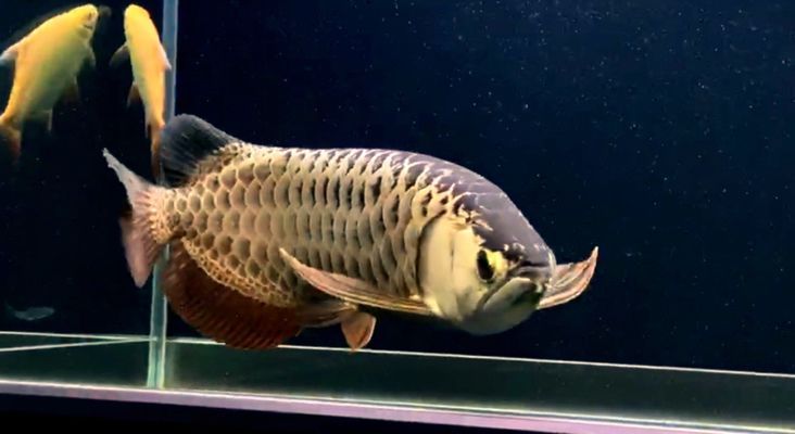 南芬哪里賣龍魚：南芬地區(qū)龍魚的銷售渠道