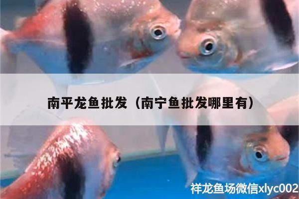 南芬哪里賣龍魚：南芬地區(qū)龍魚的銷售渠道