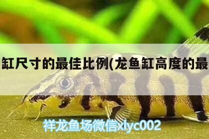 龍魚缸尺寸的最佳比例(龍魚缸高度的最佳尺寸)（龍魚缸尺寸的最佳比例和龍魚缸尺寸的最佳比例和最佳比例）