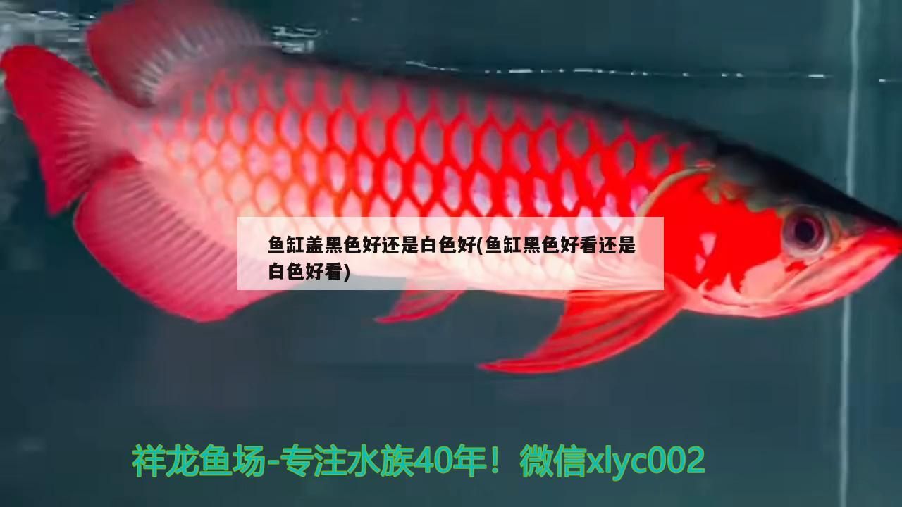 魚缸蓋黑色好還是白色好(魚缸黑色好看還是白色好看)（魚缸蓋黑色好還是白色好）