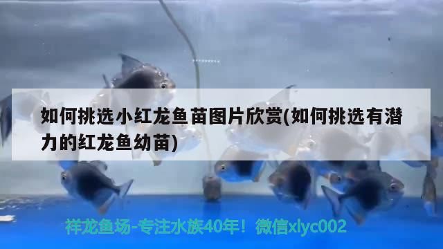 如何挑選小紅龍魚苗圖片欣賞(如何挑選有潛力的紅龍魚幼苗)（如何挑選小紅龍魚幼苗）