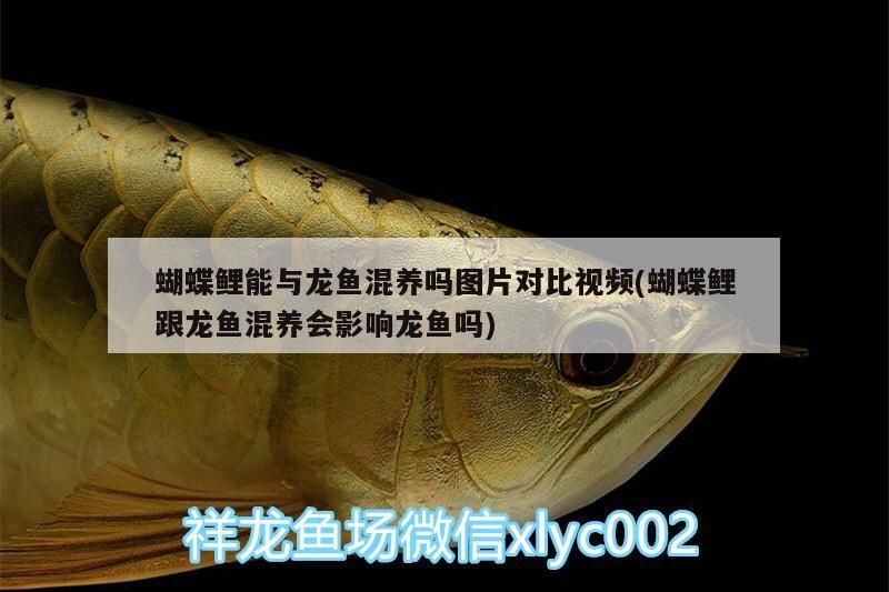 蝴蝶鯉能與龍魚混養(yǎng)嗎圖片對比視頻(蝴蝶鯉跟龍魚混養(yǎng)會影響龍魚嗎)（蝴蝶鯉與龍魚混養(yǎng)會影響龍魚和錦鯉能與龍魚混養(yǎng)嗎）