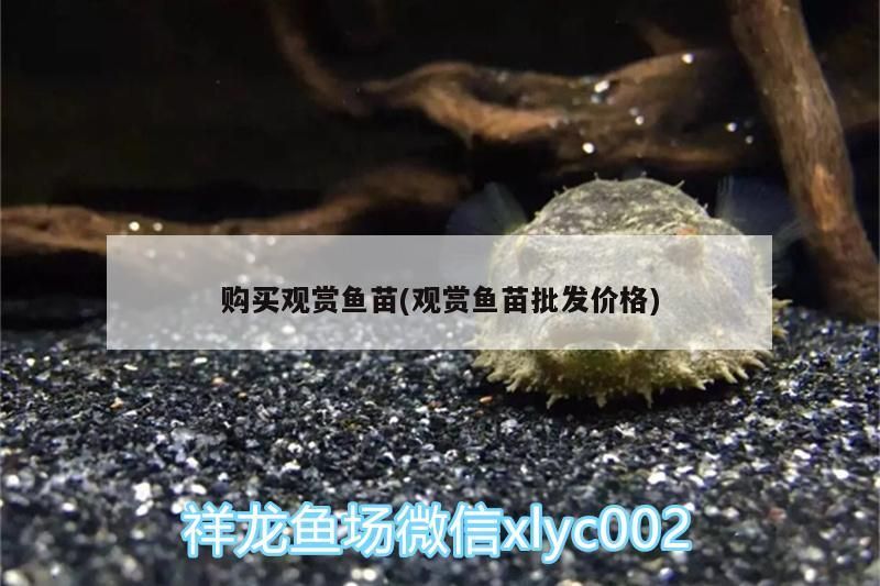 購買觀賞魚苗(觀賞魚苗批發(fā)價格)（網(wǎng)上買觀賞魚苗批發(fā)商買觀賞魚苗要注意發(fā)貨地氣溫和距離）