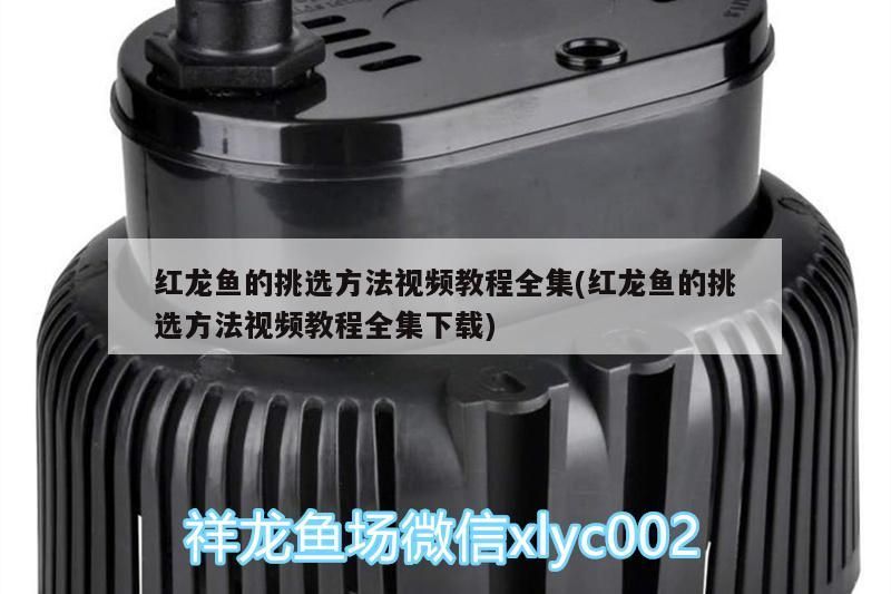 紅龍魚好看還是金龍魚好看，金龍魚和紅龍魚的區(qū)別,怎么區(qū)分啊（紅龍魚與金龍魚的區(qū)別）