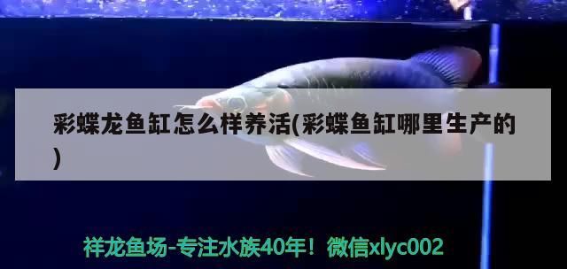 什么龜能和龍魚混養(yǎng)：什么龜能和龍魚一起養(yǎng)（龍魚可以和什么魚一起養(yǎng)）