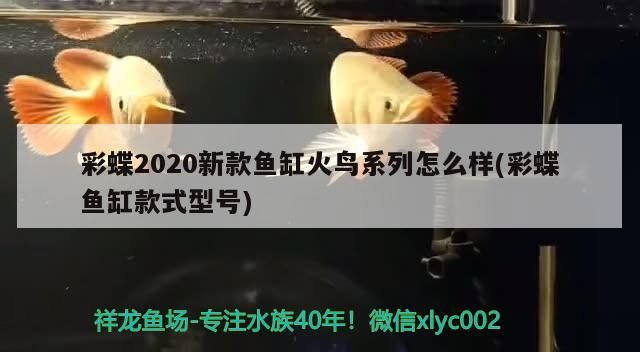 什么龜能和龍魚混養(yǎng)：什么龜能和龍魚一起養(yǎng)（龍魚可以和什么魚一起養(yǎng)）