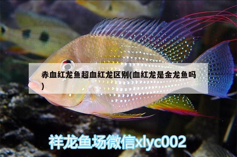 赤血紅龍魚超血紅龍區(qū)別(血紅龍是金龍魚嗎)（血紅龍魚和超血紅龍有什么區(qū)別？）