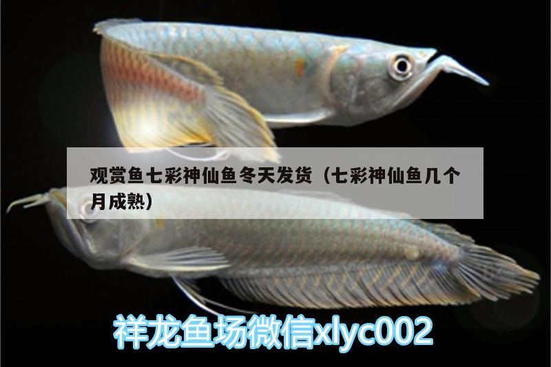 觀賞魚(yú)七彩神仙魚(yú)冬天發(fā)貨（七彩神仙魚(yú)幾個(gè)月成熟）（觀賞魚(yú)七彩神仙魚(yú)冬天發(fā)貨）