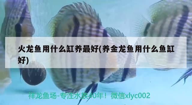 火龍魚用什么缸養最好(養金龍魚用什么魚缸好)（火龍魚用什么缸養最好）