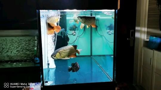 呆在家里靜靜的賞魚！（呆在家里靜靜的賞魚）