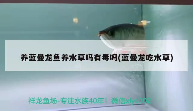 養(yǎng)藍(lán)曼龍魚養(yǎng)水草嗎有毒嗎(藍(lán)曼龍吃水草)（養(yǎng)藍(lán)曼龍魚養(yǎng)水草嗎有毒嗎）