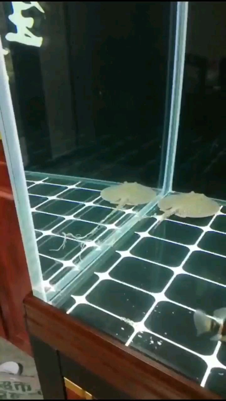新請練手魟魚到家拉長線（新買的練手珍珠，下午就拉開線了，這是啥問題呢？）