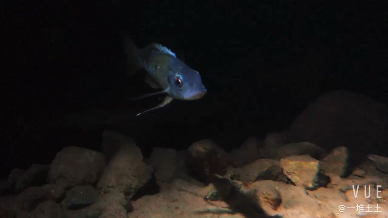 金龍魚是國內企業嗎還是國外：金龍魚是國外的嗎（2021年中國上市公司500強，金龍魚、安琪酵母成功登榜）