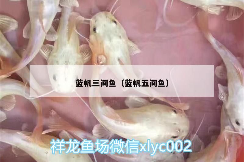 藍帆三間魚（藍帆五間魚）（關于藍帆三間魚和藍帆五間魚的介紹）