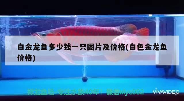 白金龍魚多少錢一只圖片及價格(白色金龍魚價格)（白金龍魚多少錢一只）