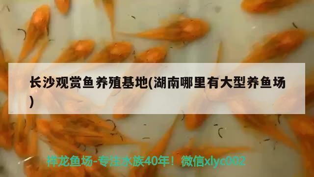 長沙觀賞魚養(yǎng)殖(湖南哪里有大型養(yǎng)魚場(chǎng))（長沙觀賞魚養(yǎng)殖場(chǎng)（北京市場(chǎng)，南沙灘花鳥市場(chǎng)，北京集散地））