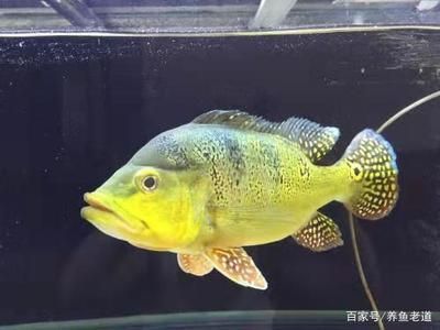 巴西亞魚需要多大魚缸才能養：巴西亞魚對于魚缸大小的需求 巴西亞魚需要多大魚缸才能養：巴西亞魚對于魚缸大小的需求 觀賞魚百科 第3張