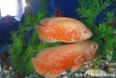 巴西亞魚需要多大魚缸才能養：巴西亞魚對于魚缸大小的需求 巴西亞魚需要多大魚缸才能養：巴西亞魚對于魚缸大小的需求 觀賞魚百科 第4張