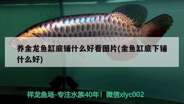 養金龍魚缸底鋪什么好看圖片(金魚缸底下鋪什么好)（養金龍魚缸底下鋪什么好看圖片(金魚缸底下鋪什么好看圖片）