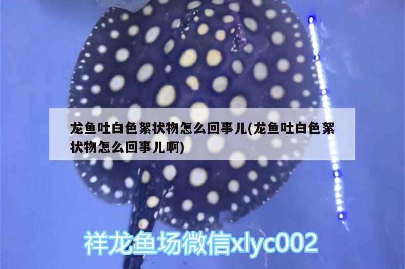 龍魚吐白色絮狀物怎么回事兒(龍魚吐白色絮狀物怎么回事兒啊)（龍魚吐白色絮狀物可能是由多種原因引起的）