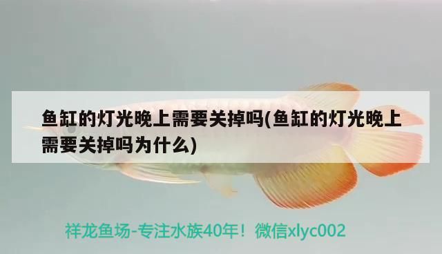 魚缸的燈光晚上需要關掉嗎(魚缸的燈光晚上需要關掉嗎為什么)（魚缸燈光晚上需要關掉嗎）