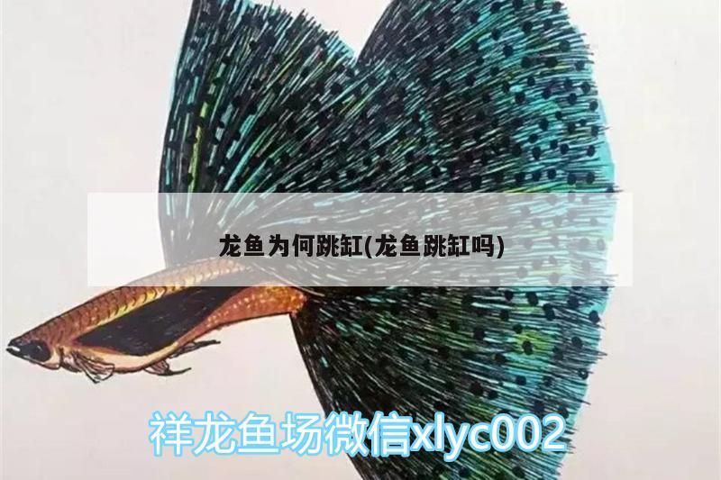 龍魚為何跳缸(龍魚跳缸嗎)（龍魚為何跳缸）