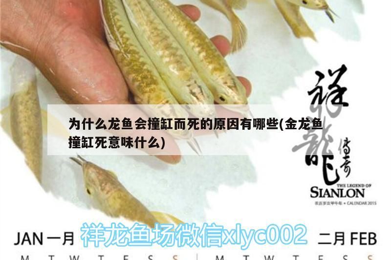 為什么龍魚會撞缸而死的原因有哪些(金龍魚撞缸死意味什么)（為什么龍魚會撞缸而死的原因有哪些）