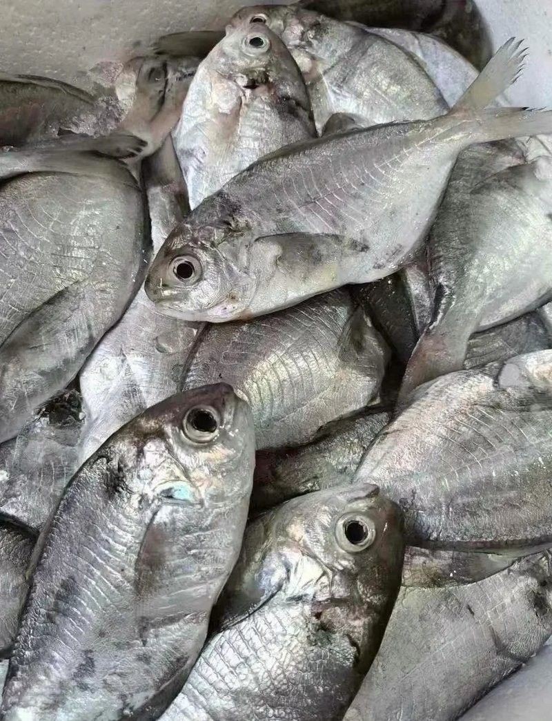 南昌魚是什么魚（南昌人未必了解的南昌魚）