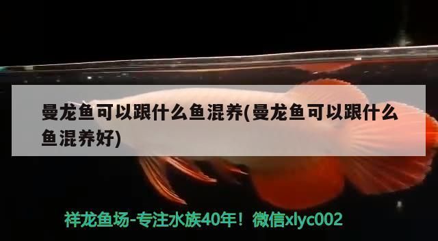 曼龍魚可以跟什么魚混養(yǎng)(曼龍魚可以跟什么魚混養(yǎng)好)（曼龍魚可以和什么混養(yǎng)）