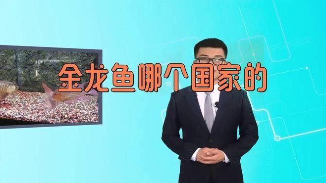 金龍龍魚是哪里的品牌（金龍魚是哪個國家的云課先鋒馮杰頻道金龍魚是哪個國家的云課先鋒）