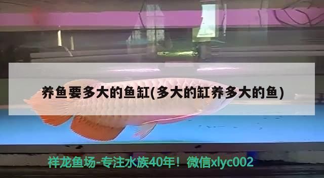 養(yǎng)魚要多大的魚缸(多大的缸養(yǎng)多大的魚)（家庭養(yǎng)魚要多大的魚缸）