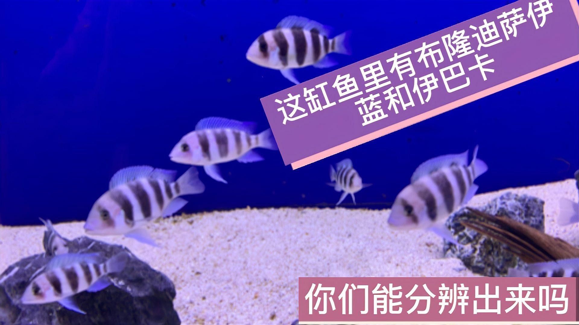 伊巴卡和薩伊藍區別（伊巴卡和薩伊藍的區別）