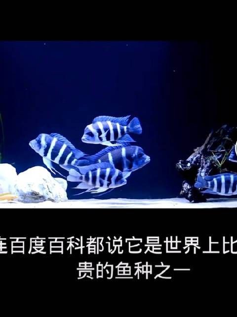 伊巴卡和薩伊藍區別（伊巴卡和薩伊藍的區別）