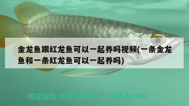 金龍魚跟紅龍魚可以一起養嗎視頻(一條金龍魚和一條紅龍魚可以一起養嗎)（\u005cx0d\u005cx0a龍魚混養技巧）