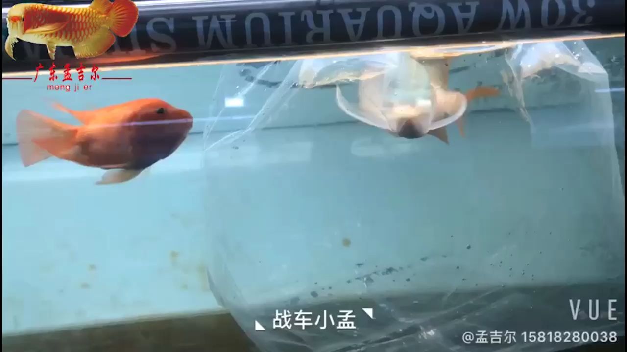 廣州魚缸批發(fā)市場芒格戰(zhàn)車（廣州魚缸批發(fā)市場）