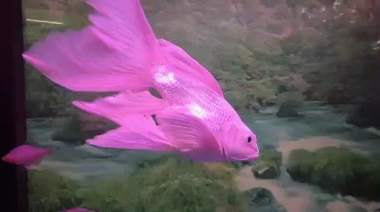 長期不在家，魚兒咋辦？（錦之鯉123評論：長期不在家，魚兒咋辦，隨著現(xiàn)代生活節(jié)奏加快）