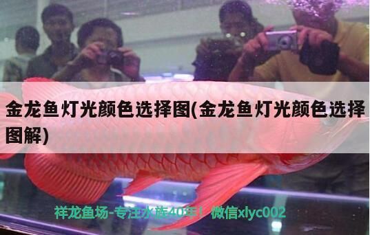 金龍魚燈光顏色選擇圖(金龍魚燈光顏色選擇圖解)（金龍魚燈光顏色選擇圖）