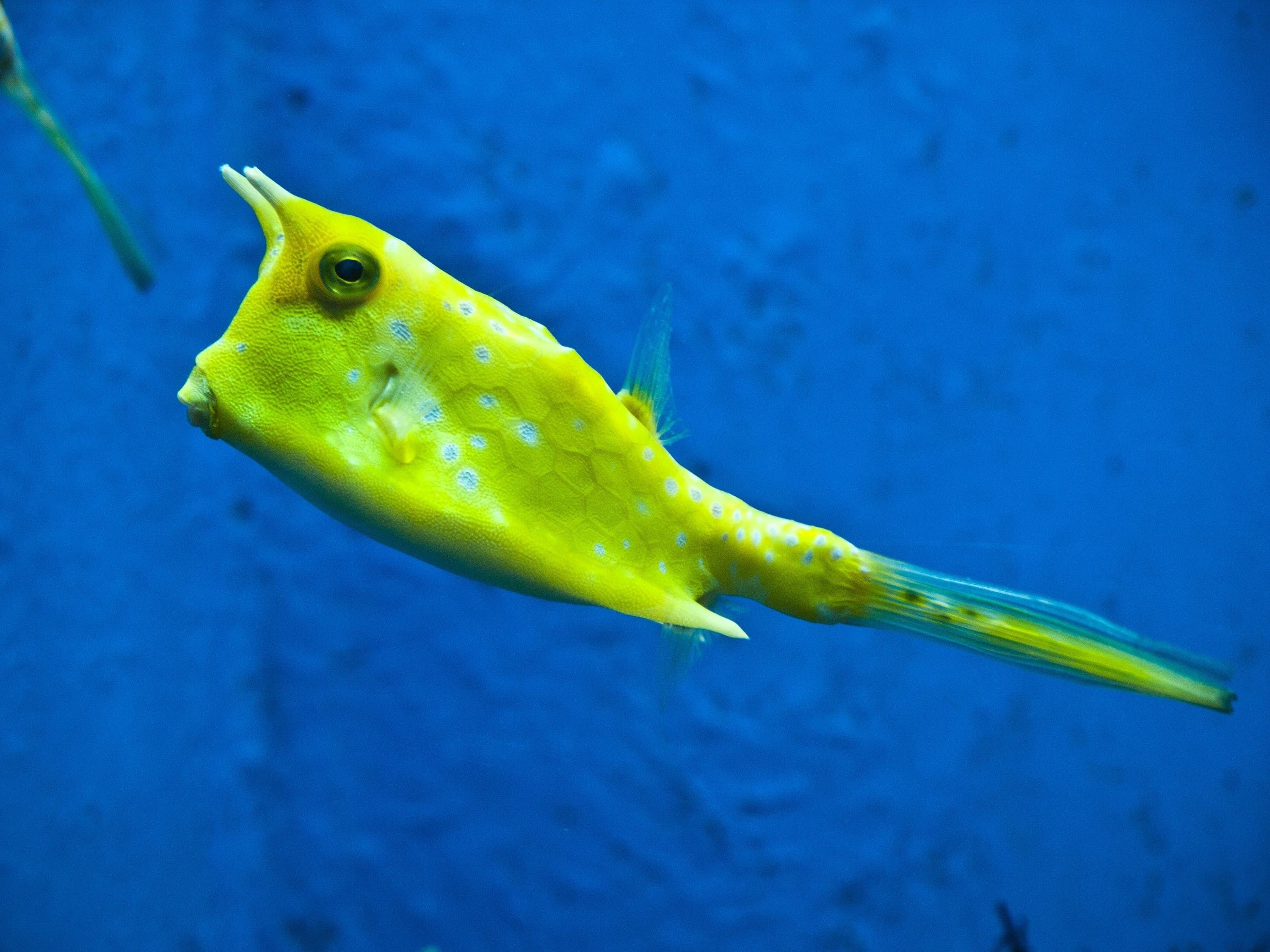 純種金龍魚鱗片形狀（金龍魚的鱗片）（如何辨別金龍幼魚？）