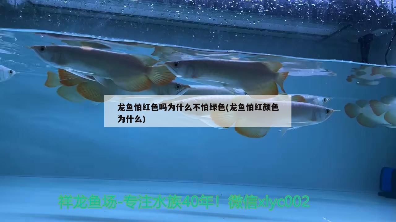 龍魚怕紅色嗎為什么不怕綠色(龍魚怕紅顏色為什么)（龍魚為什么怕紅色）